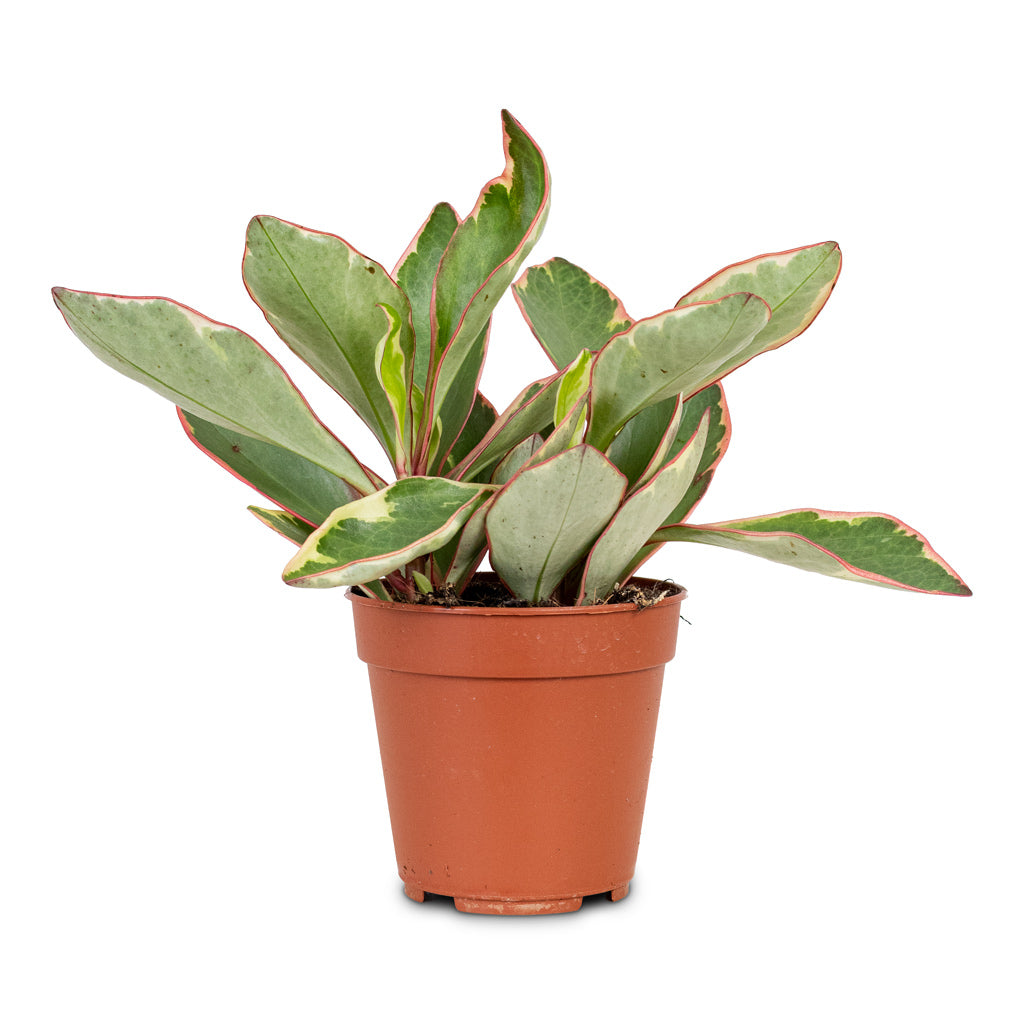 Peperomia clusiifolia Jelly 12x25cm