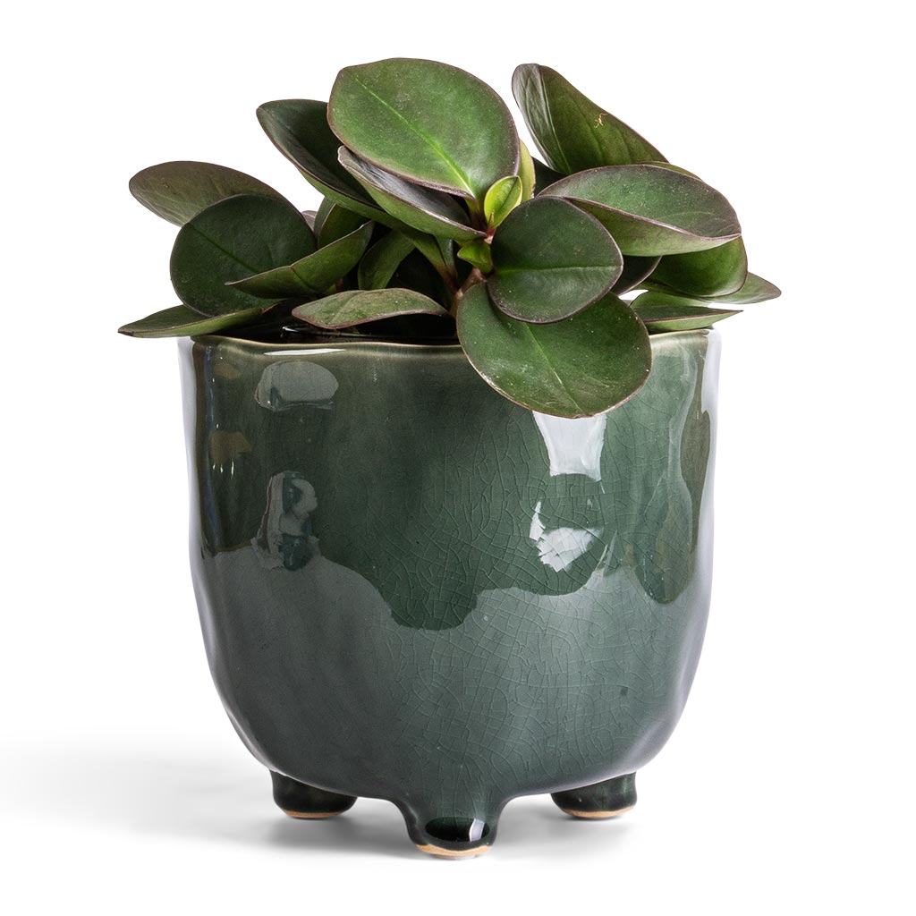 Peperomia clusiifolia Red Margin - Red Edged Radiator Plant & Kaat Plant Pot - Green