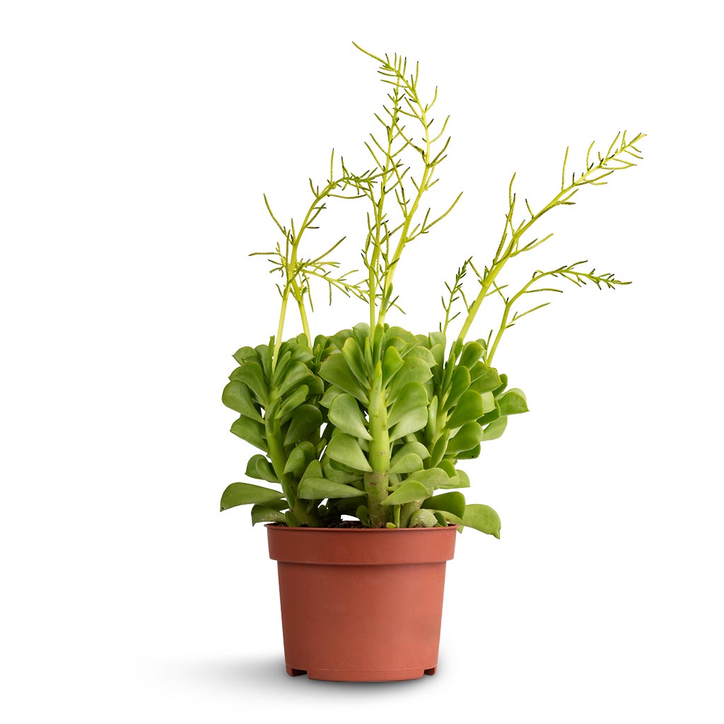 Peperomia dolabriformis - Prayer Pepper