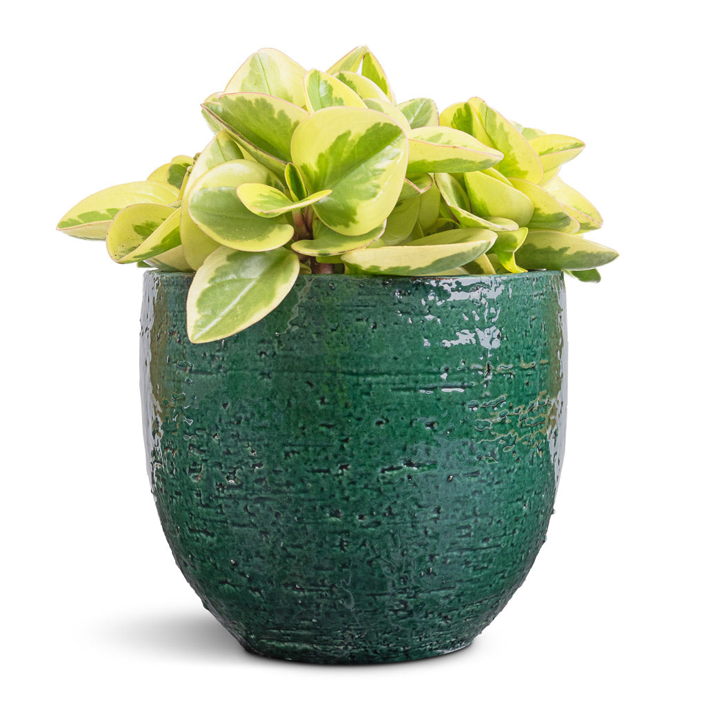 Peperomia obtusifolia Obtipan Bicolor & Jolin Plant Pot - Forest