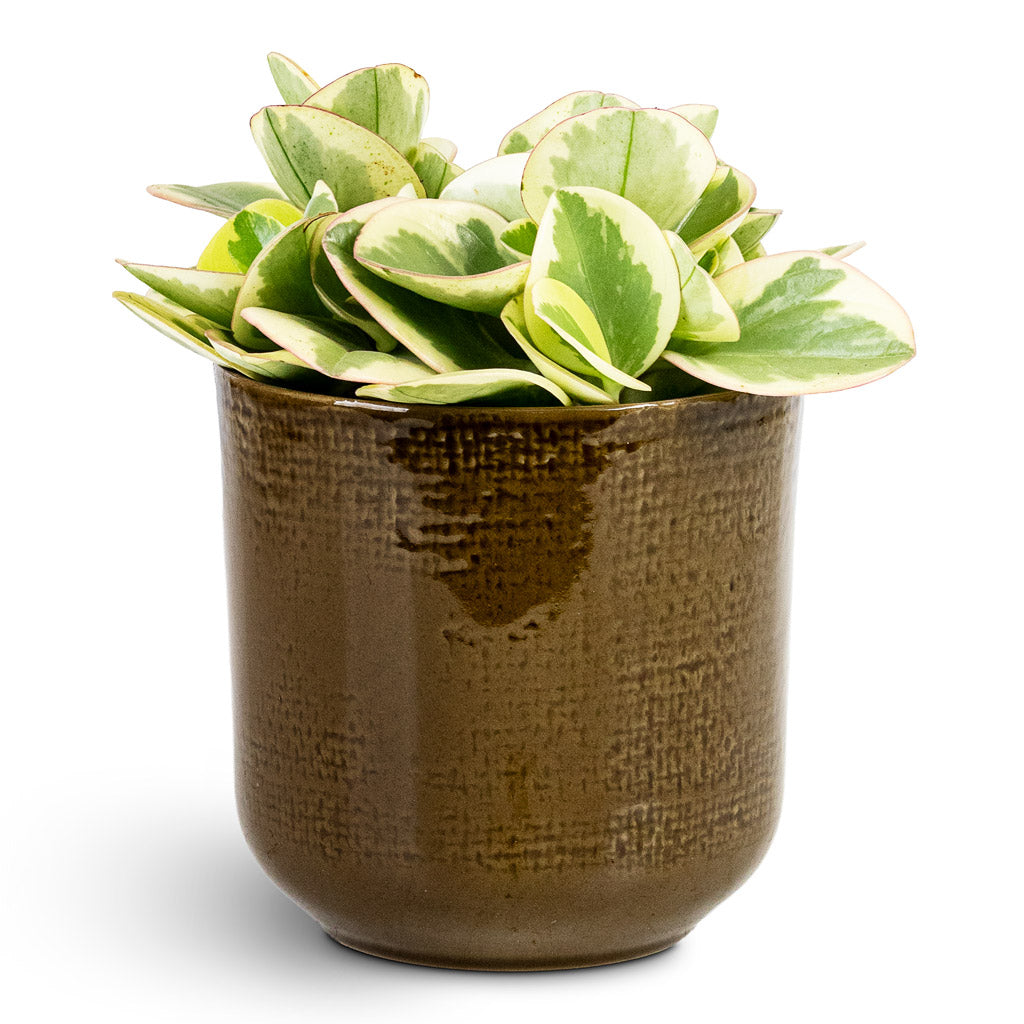 Peperomia obtusifolia Obtipan Bicolor 12x20cm house plant in Nouri Pot Savannah 14x13cm