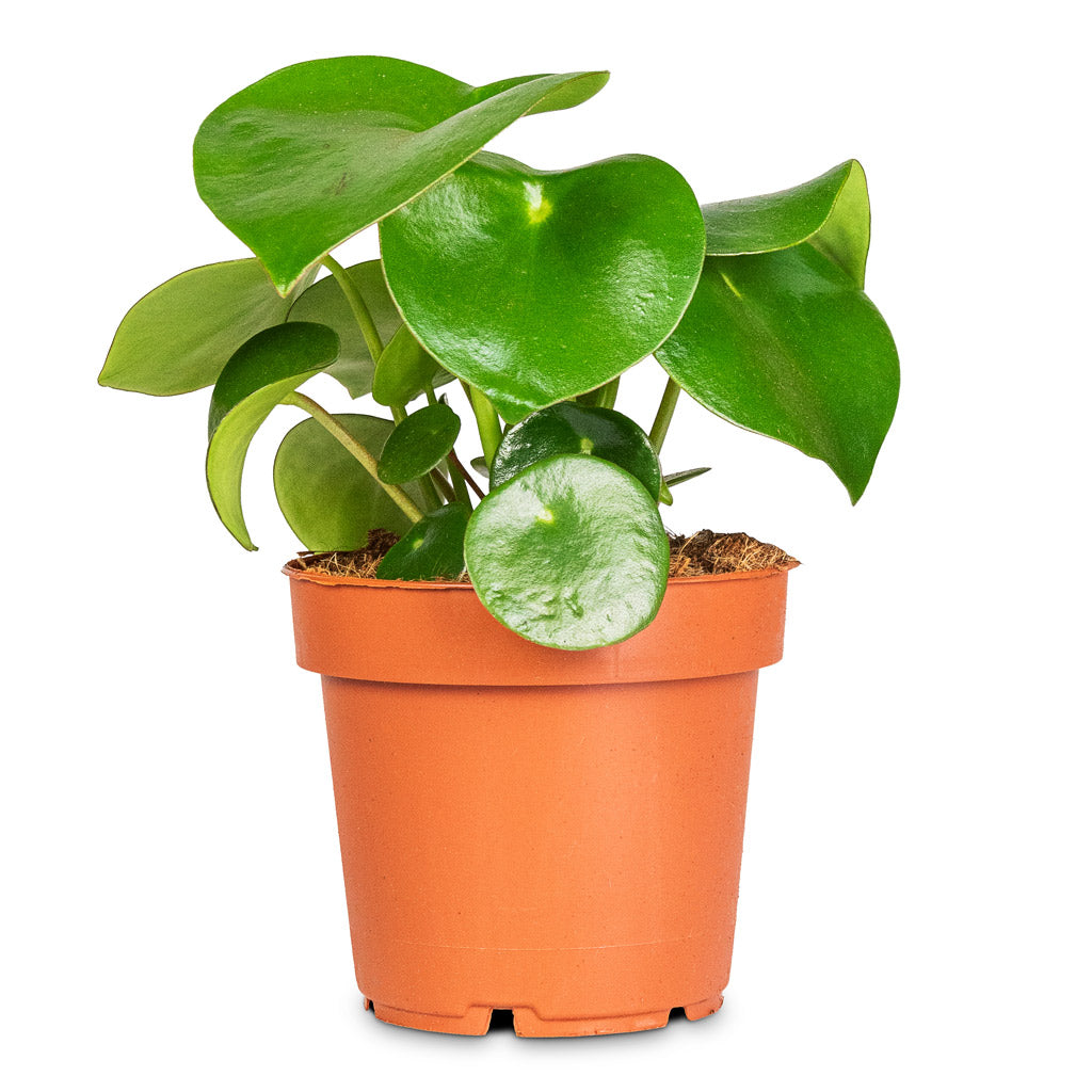 Peperomia polybotrya Raindrop - 12x20cm
