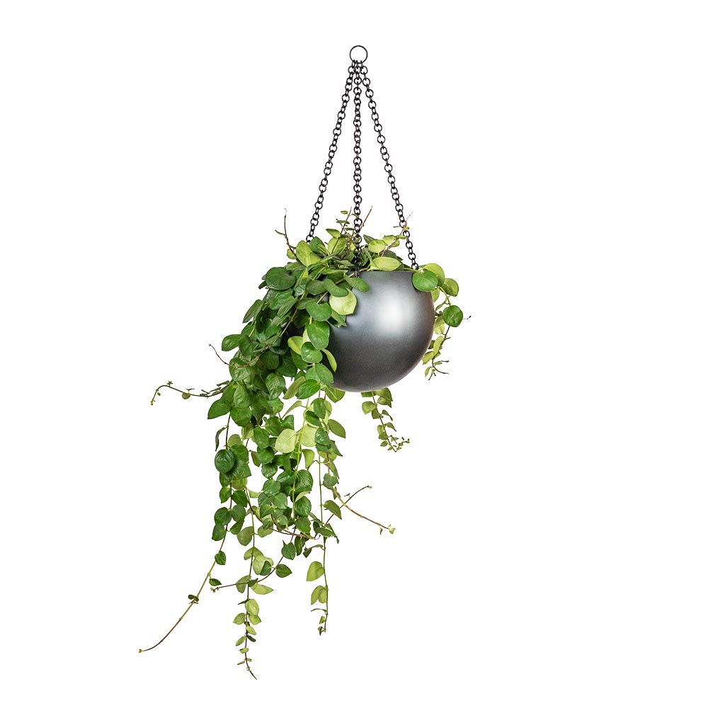 Aeschynanthus Pink Polka - Lipstick Plant & Gradient Hanging Plant Globe - Matt Grey
