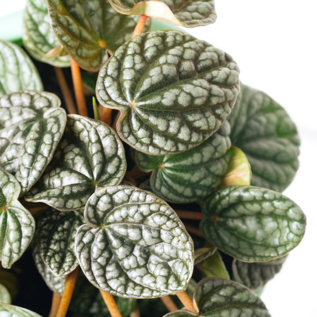 Peperomia caperata Burbella Leaves