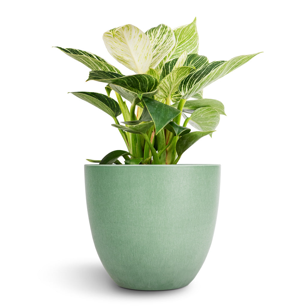 Philodendron Birkin - White Wave & Bola Artstone Plant Pot - Thyme
