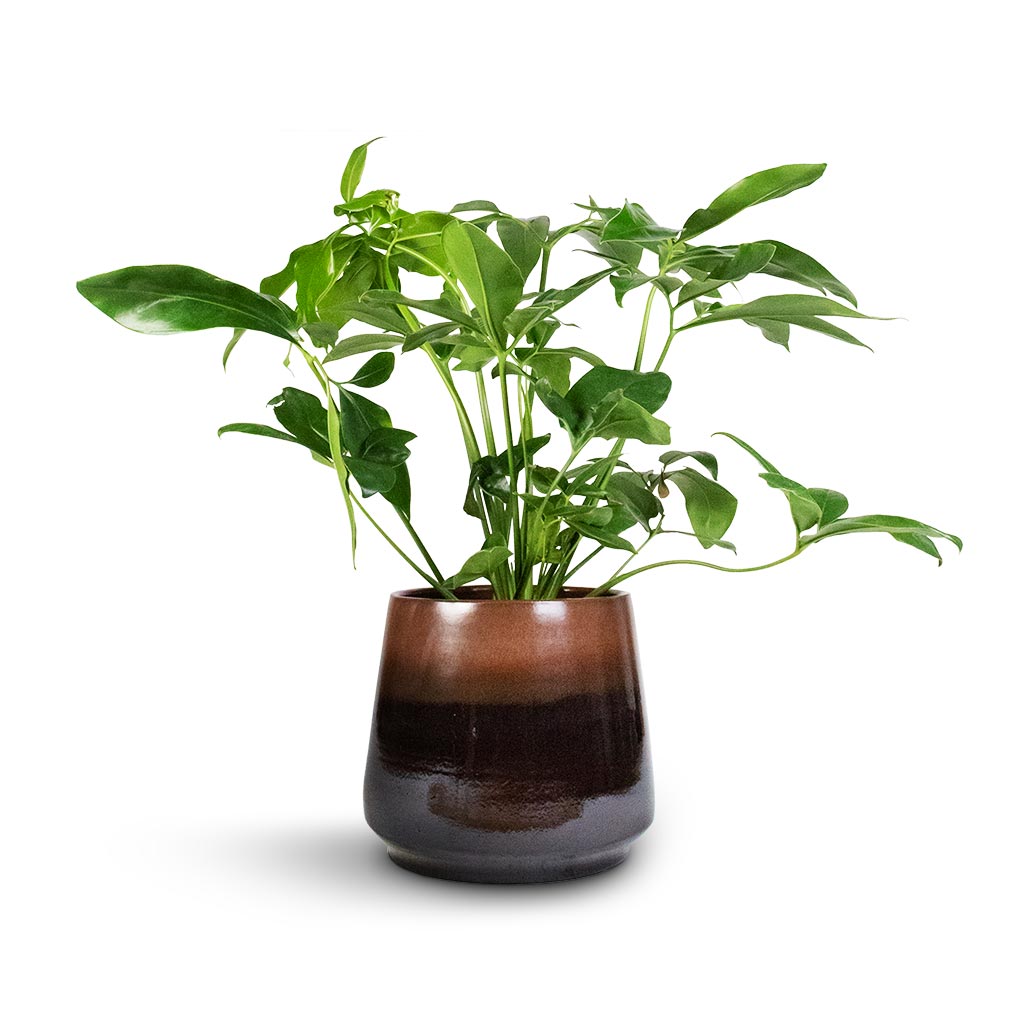 Philodendron Green Wonder & Joah Plant Pot - Truffle