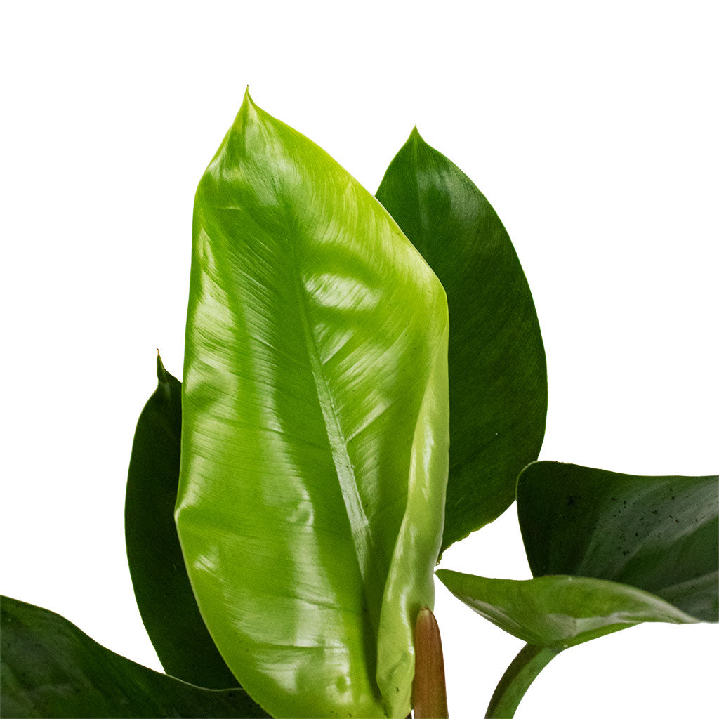 Philodendron Imperial Green