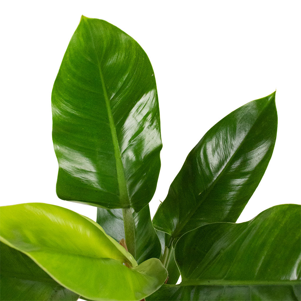 Philodendron Imperial Green
