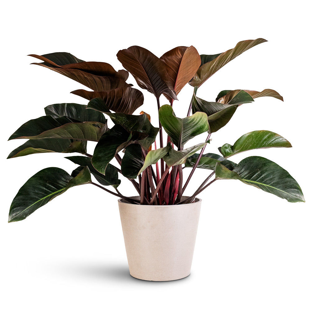 Philodendron Red Beauty 27x100cm Amsterdam Bucket Planter Taupe 40x35cm