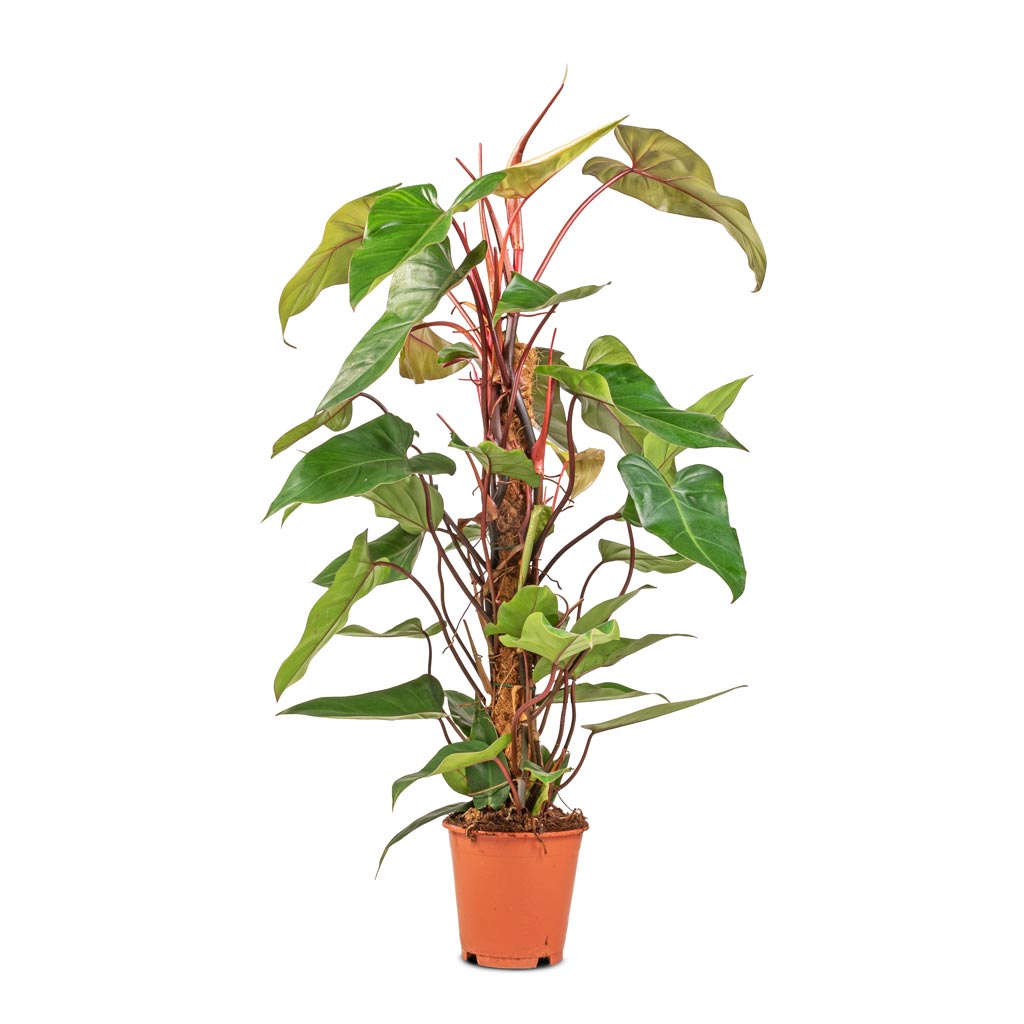 Philodendron erubescens Red Emerald - Moss Pole - 19 x 85cm