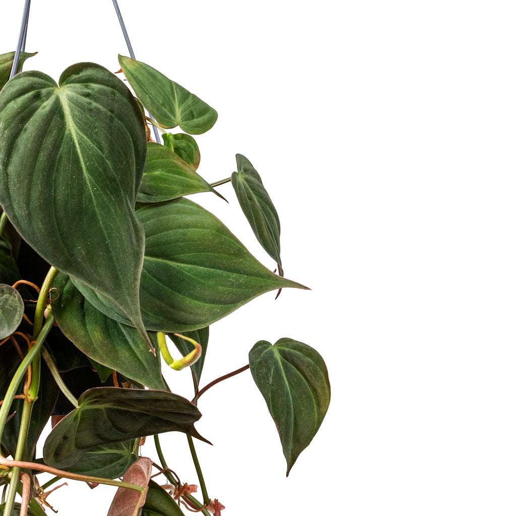 Philodendron micans Velvet Leaf Close Up