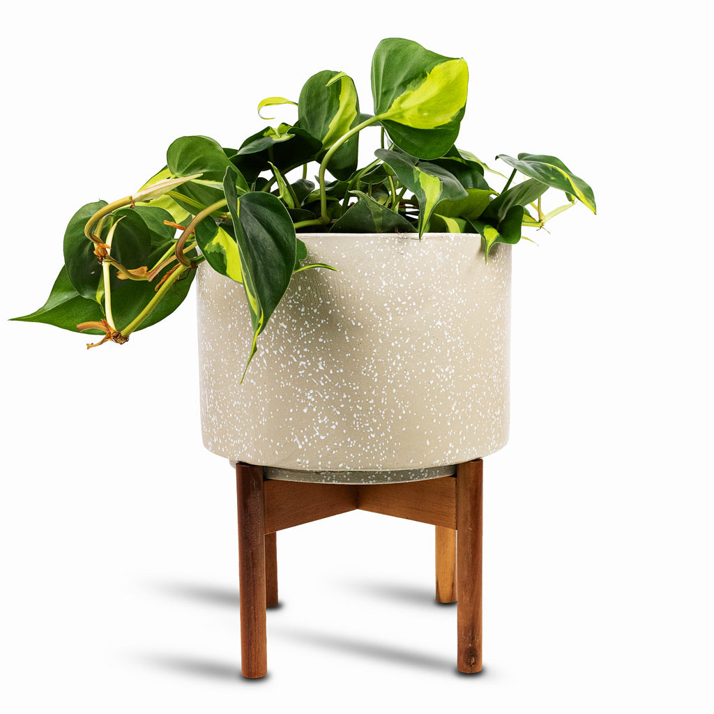 Philodendron scandens Brasil 17x30cm House Plant In Valetta Pot with Wooden Stand Speckled Ivory 28x37cm