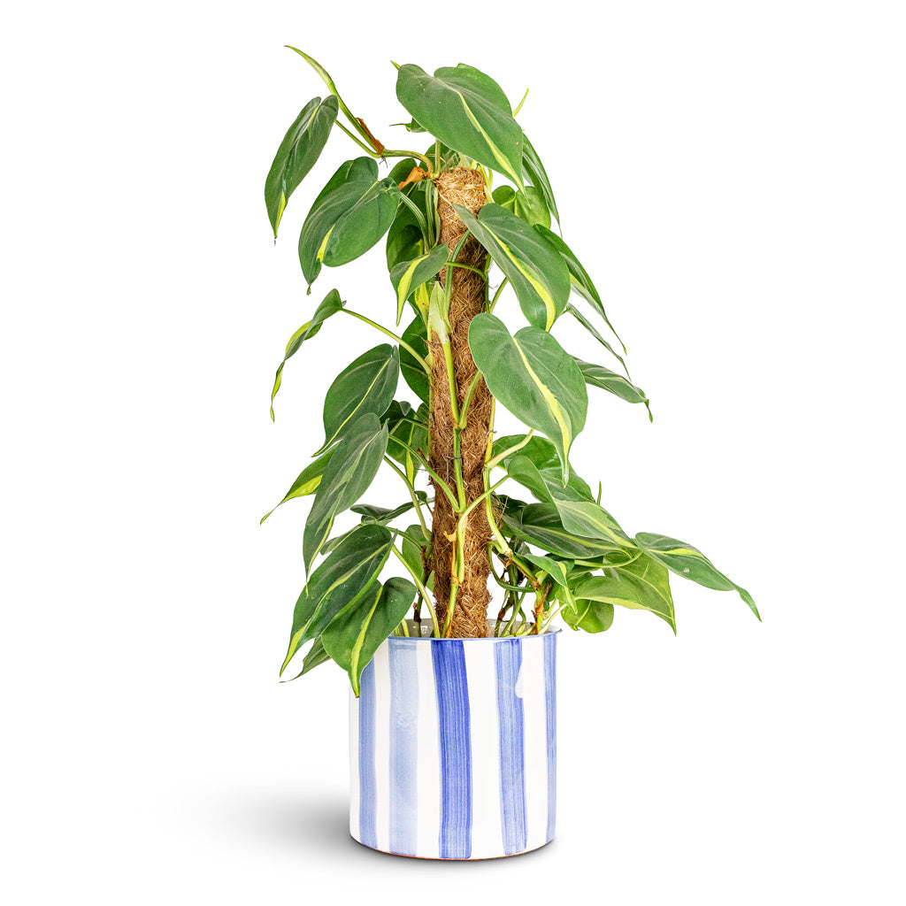 Philodendron scandens Brasil Moss Pole 15x50cm House Plant In Paros Painted Pot Blue Stripe 17x16.5cm