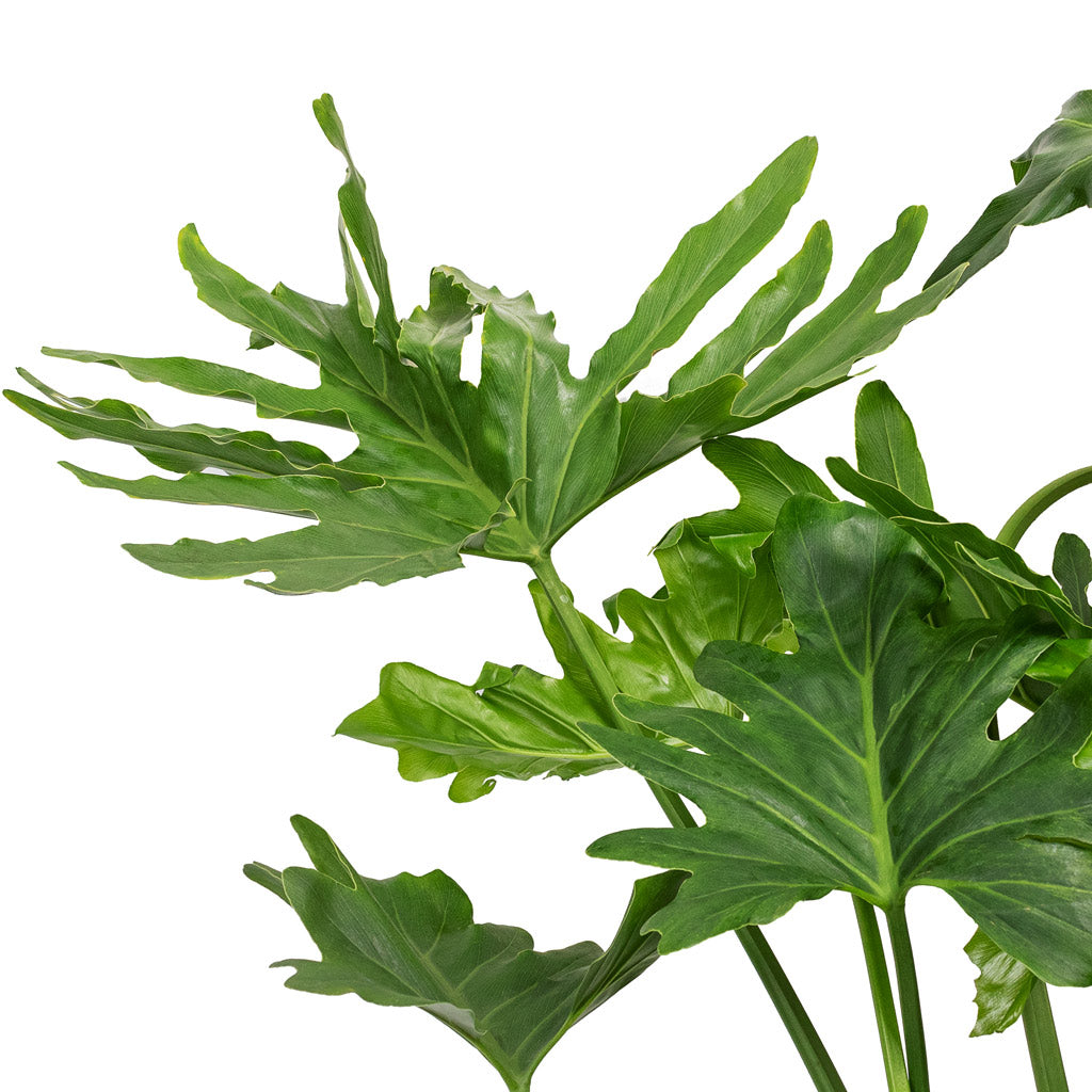 Philodendron selloum - Tree Philodendron Leaves