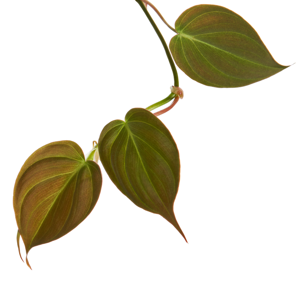Philodendron micans - Velvet Leaf Philodendron Leaves