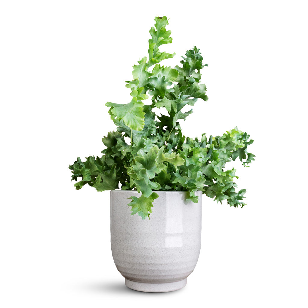 Phlebodium davana In Sofia Pot Grey