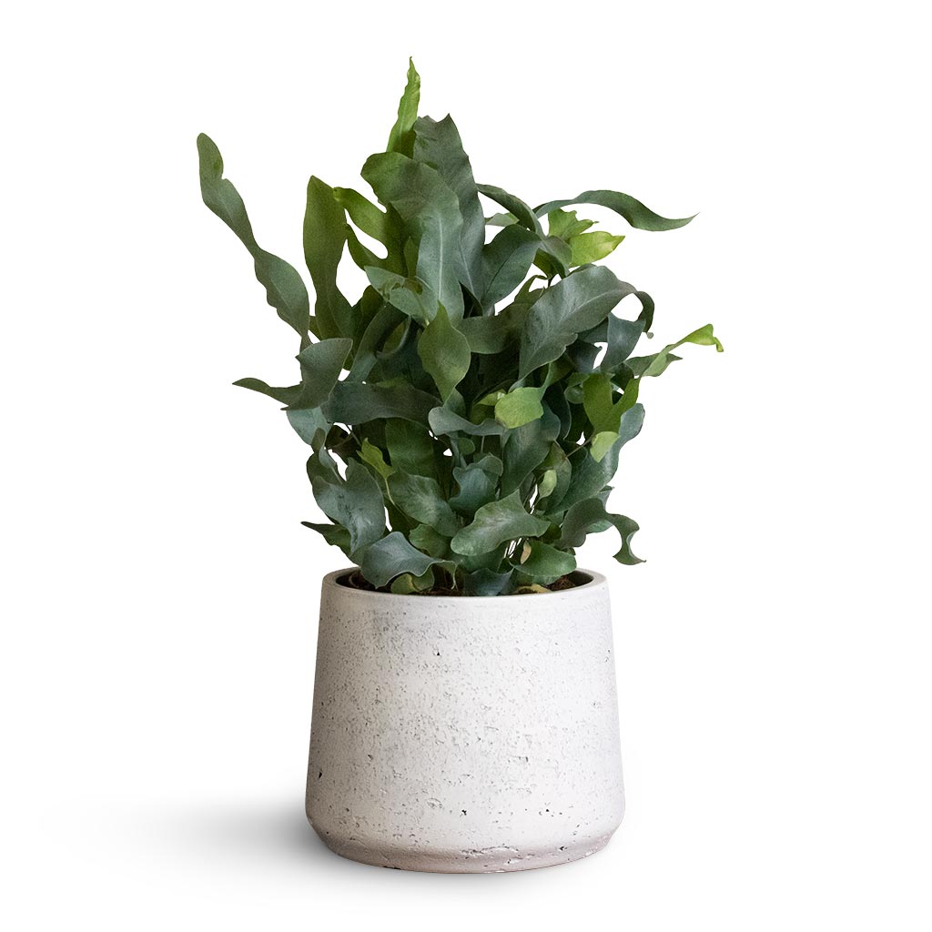 Phlebodium Blue Star - Blue Star Fern & Patt Plant Pot - White Washed