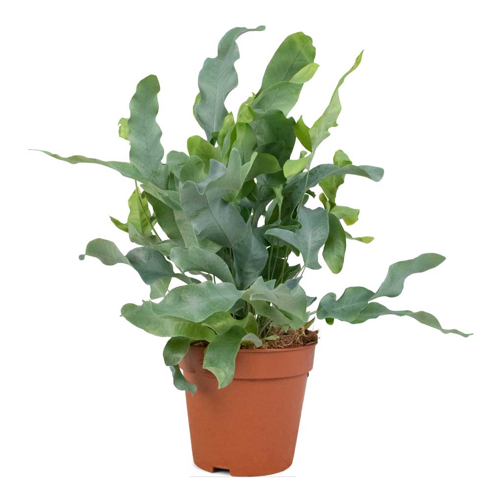 Phlebodium Blue Star - Blue Star Fern S