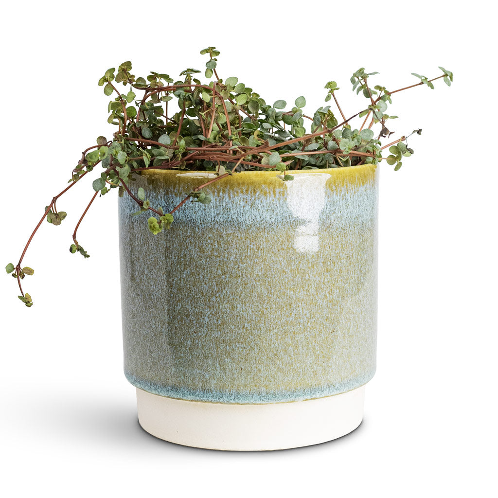 Pilea glaucophylla Greyzy Silver Sparkles 10.5x15cm House Plant In Copenhagen Pot Aqua 13.5x14cm