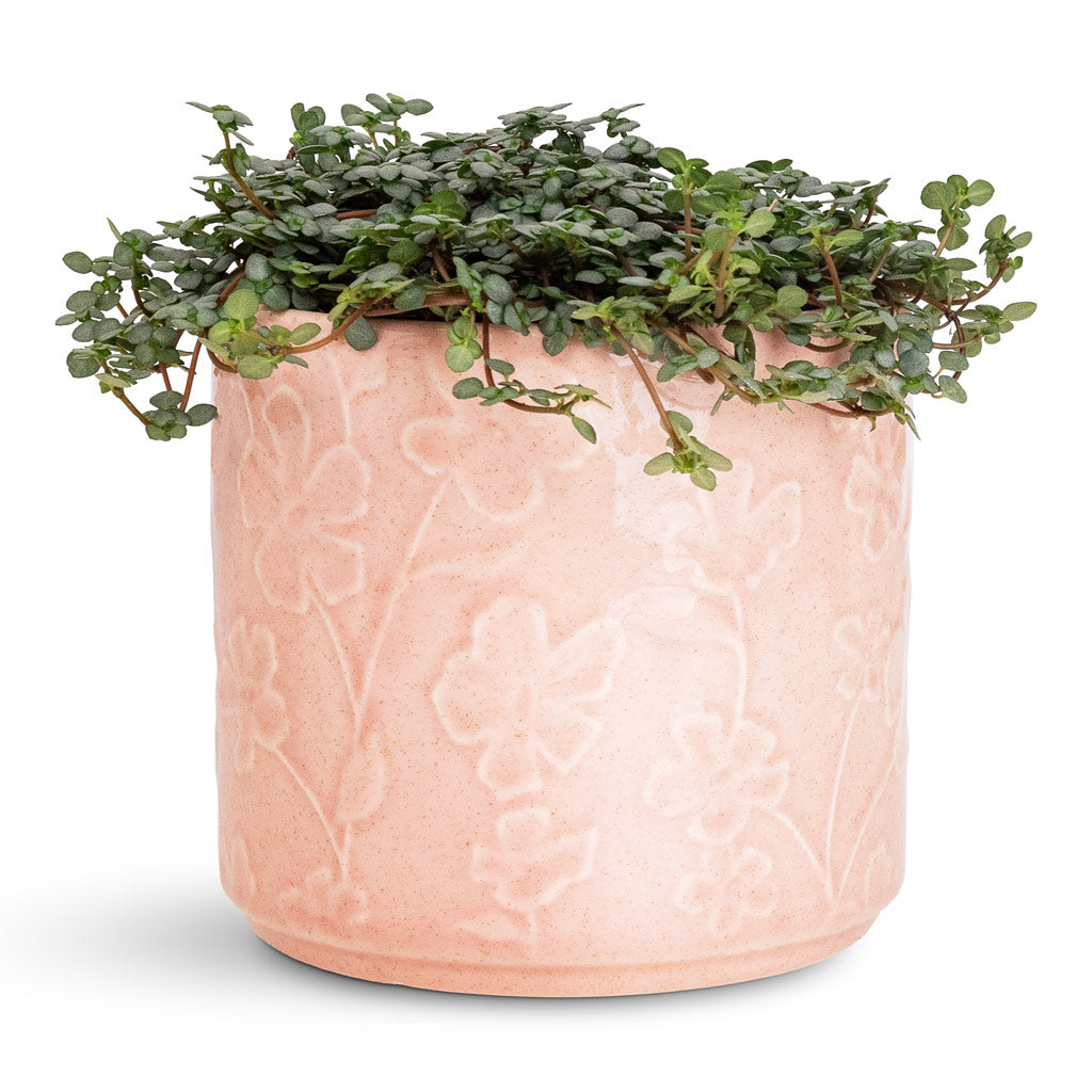 Pilea glaucophylla Greyzy Silver Sparkles - 12x20cm In etsy Pot Floral Pink - 13.5x12cm