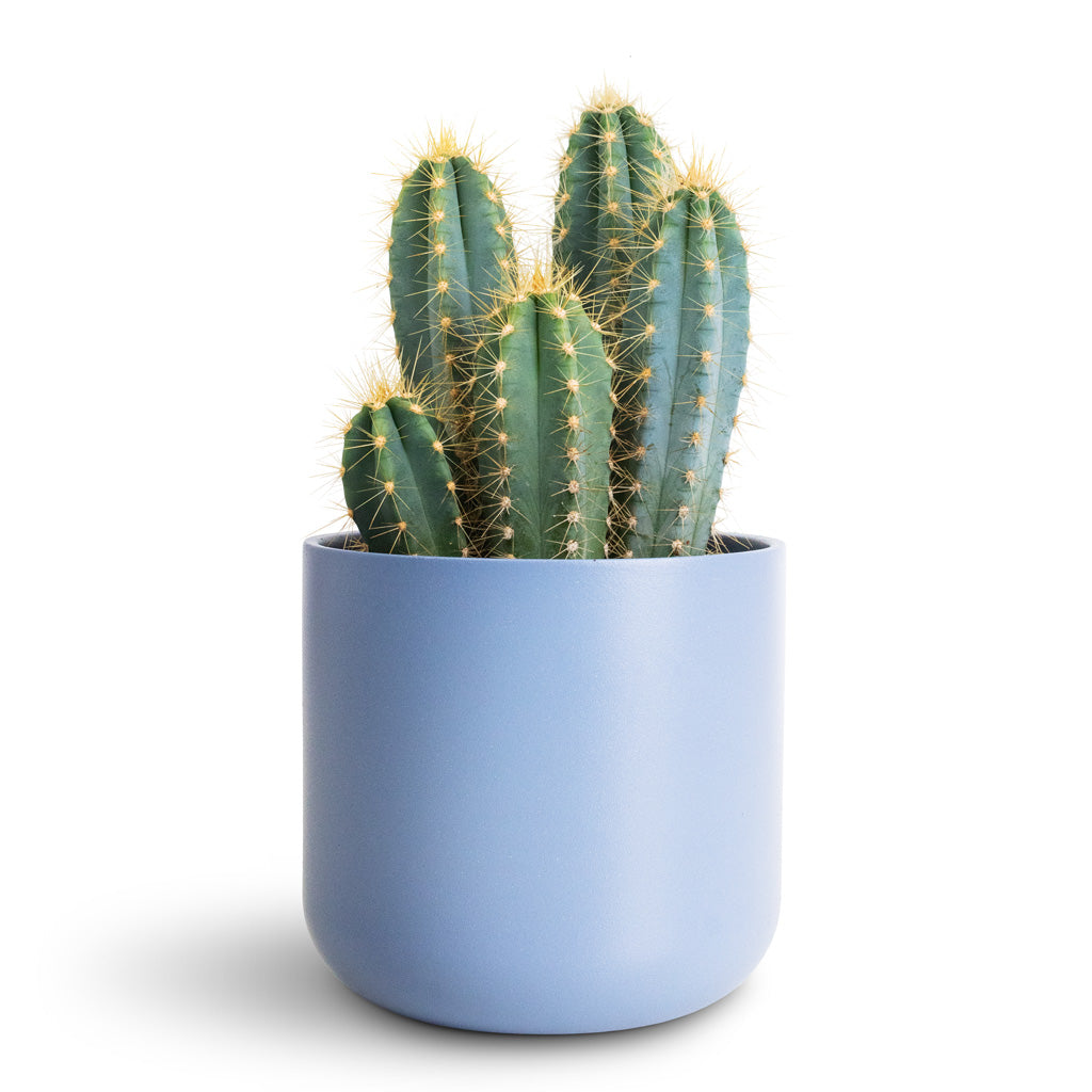 Pilocereus pachycladus azureus - 12x30cm In Lisbon Pot Powder Blue - 13.5x13.5cm