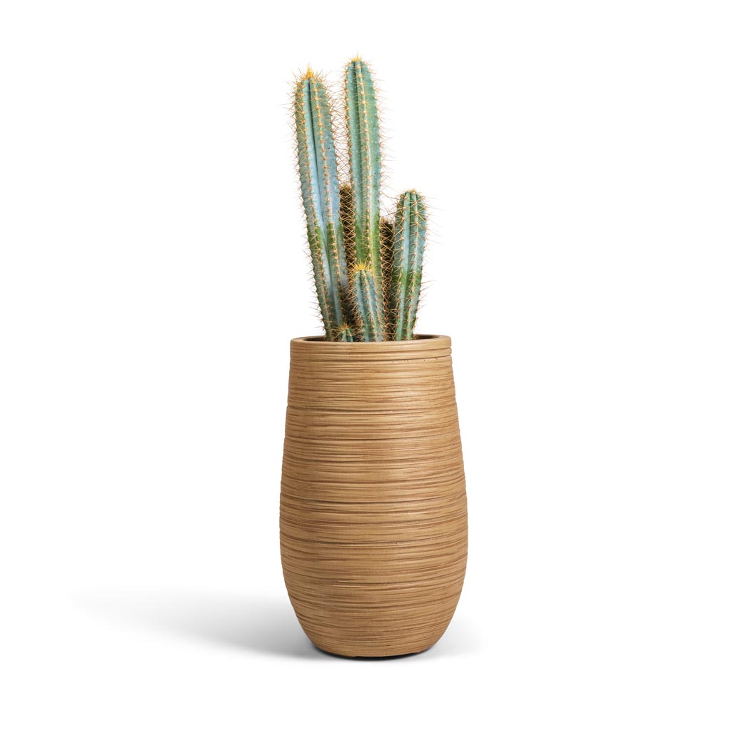 Pilocereus pachycladus azureus - Blue Columnar Cactus & Dune Partner Planter - Almond