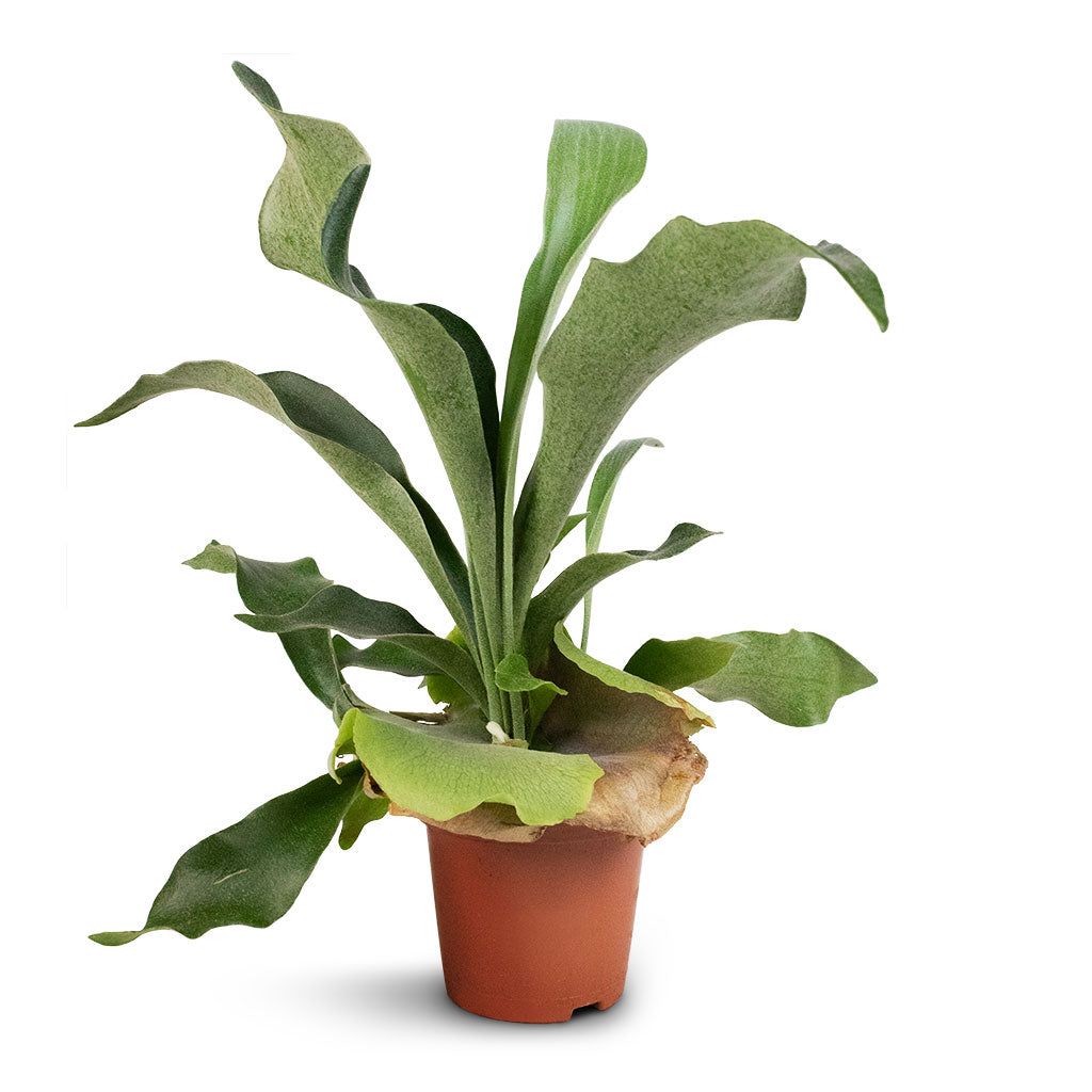 Platycerium bifurcatum - Common Staghorn Fern