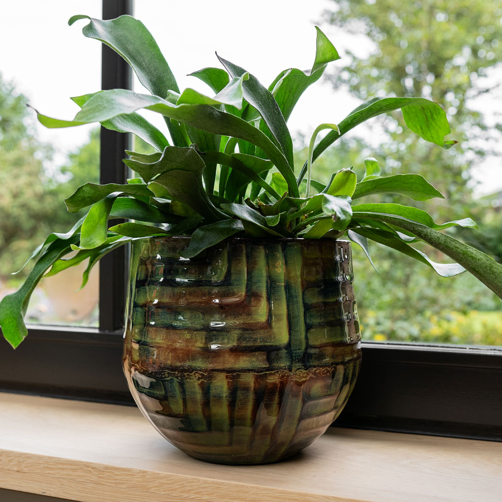 Platycerium bifurcatum Common Staghorn Mette Metal Pot Marrakesh