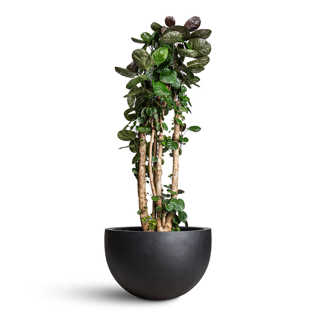 Polyscias Fabian Aralia In Bowl Natural Planter Black