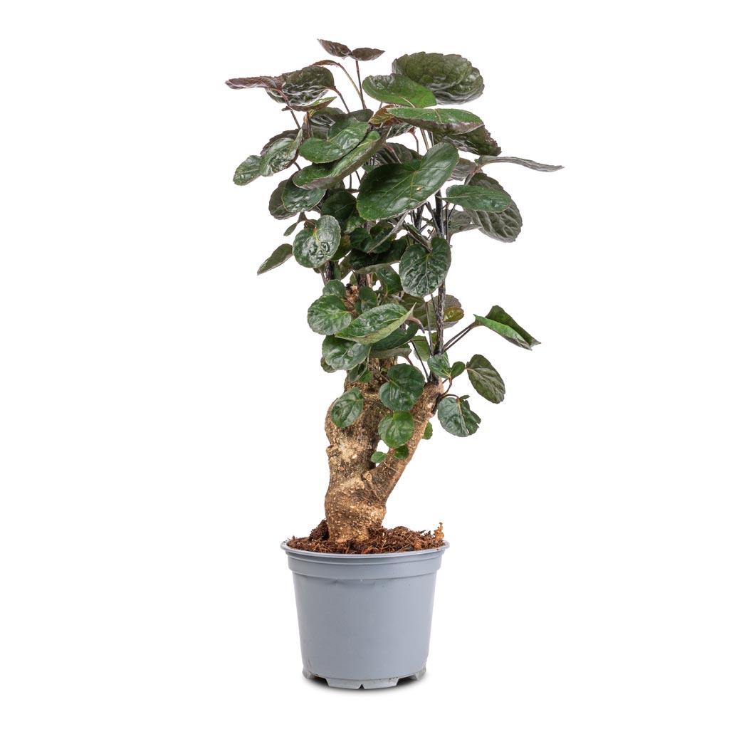 Polyscias Fabian - Aralia Fabian - 12 x 40cm