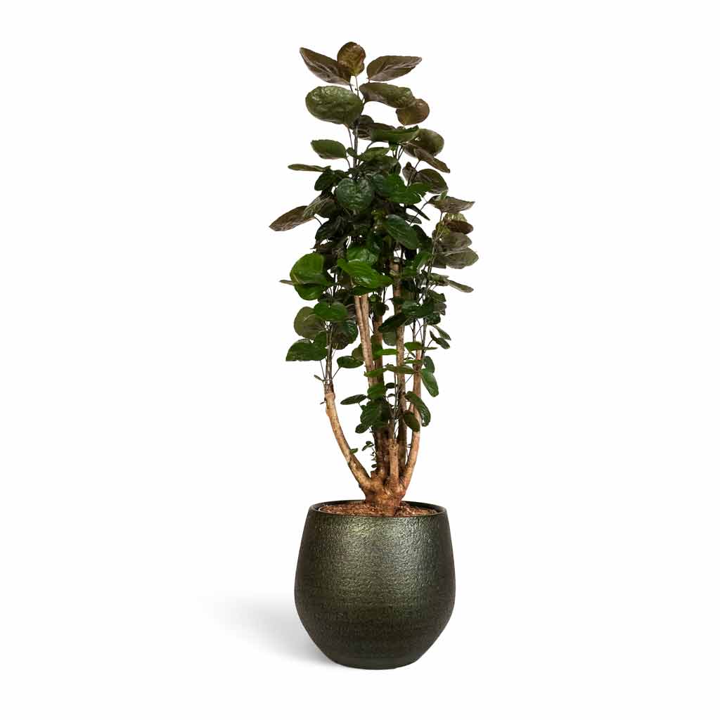 Polyscias Fabian - Aralia Fabian & Noor Plant Pot - Velvet Green