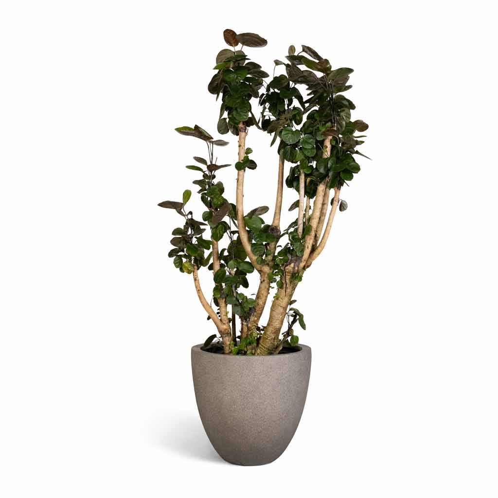 Polyscias Fabian - Aralia Fabian & Grigio Egg Pot Planter - Natural Concrete