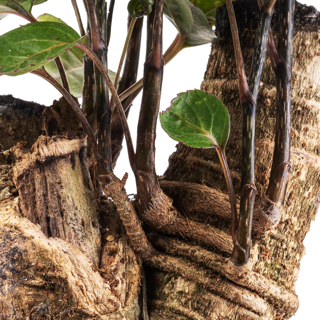 Polyscias Fabian - Aralia Fabian