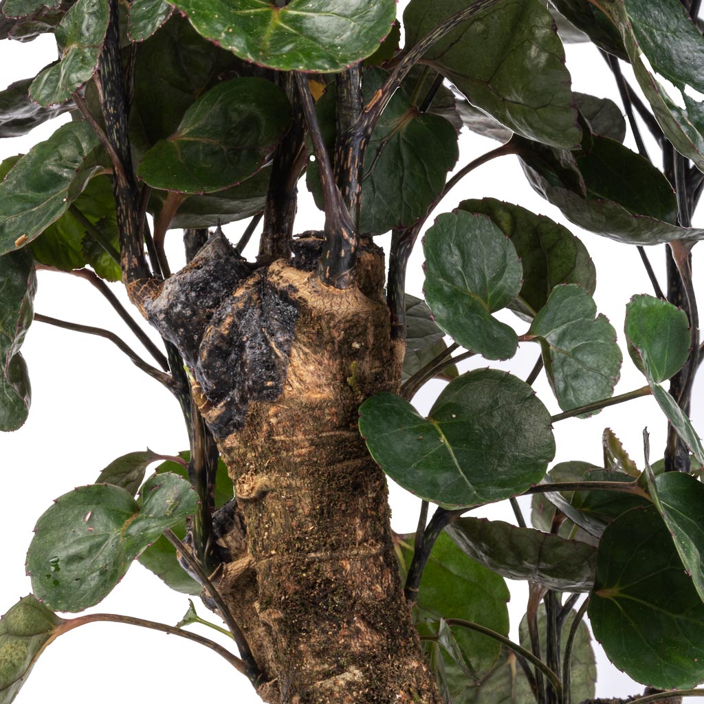 Polyscias Fabian - Aralia Fabian