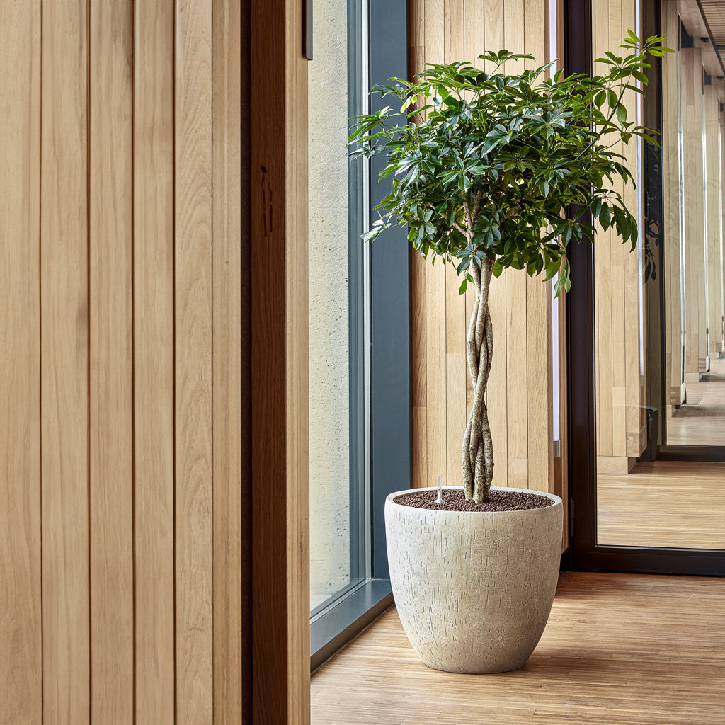 The workplace benefits of interacting with and maintaining office plants in house.