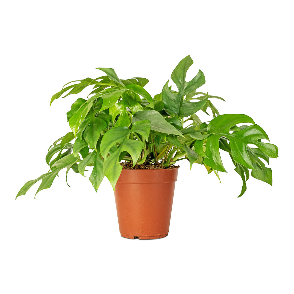 Rhaphidophora tetrasperma - Monstera minima - 15 x 25cm