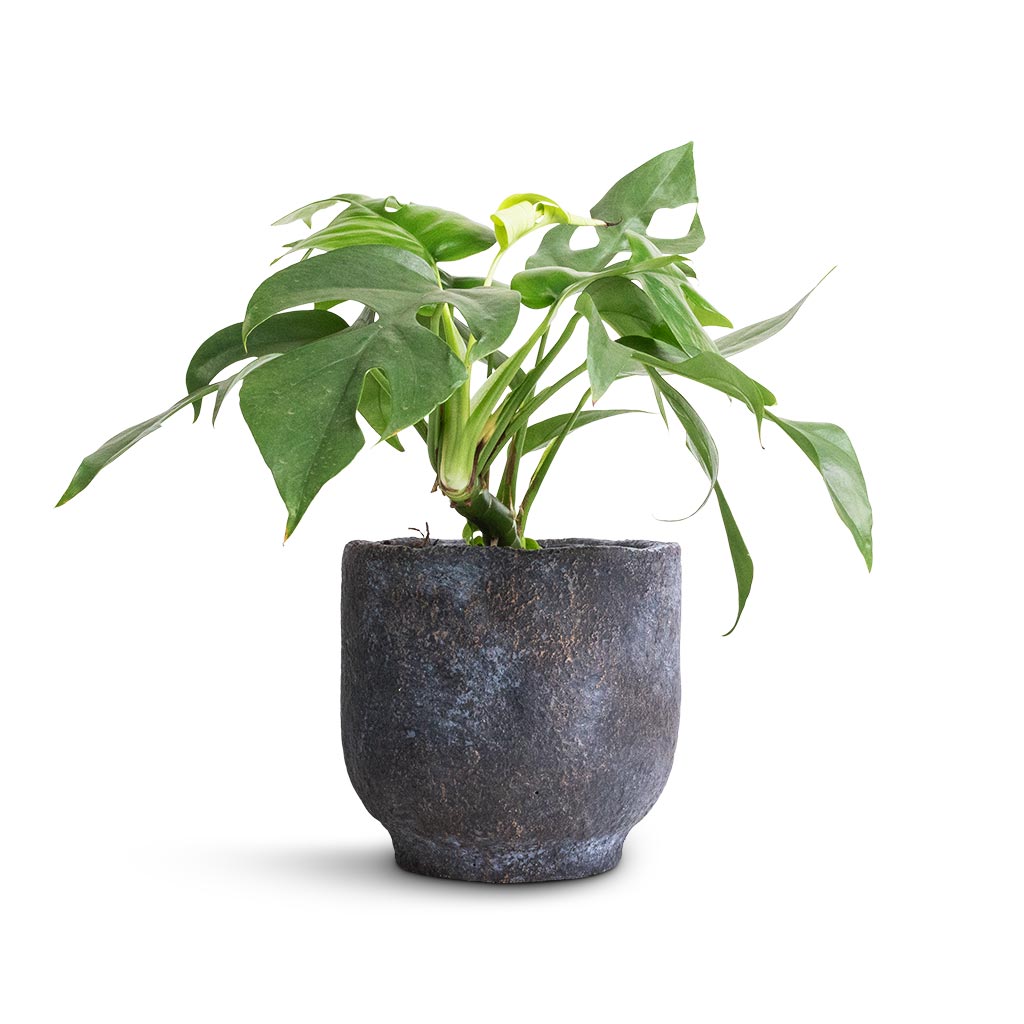 Rhaphidophora tetrasperma - Monstera minima
