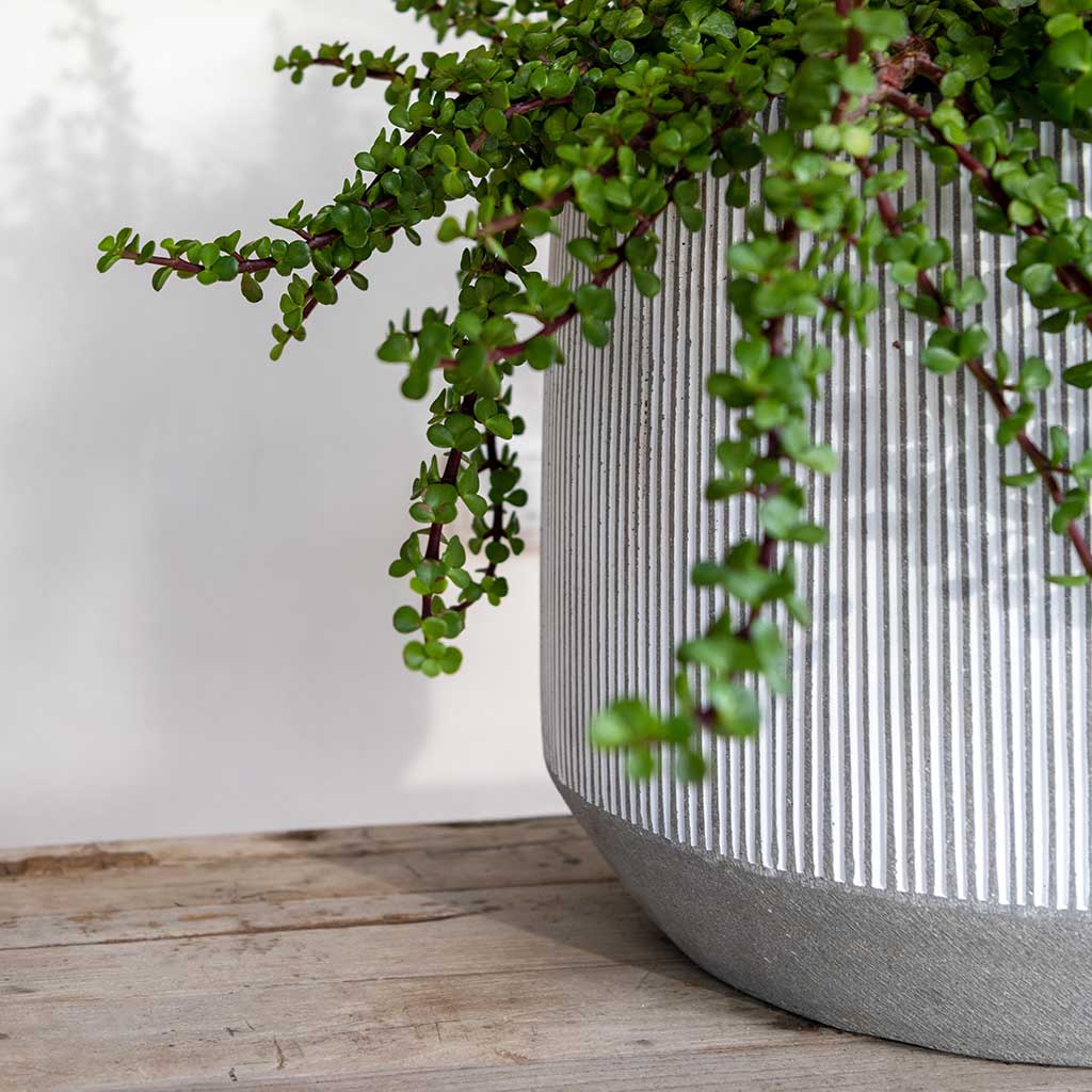 Ridged Harith Plant Pot- White Stripe Close Up