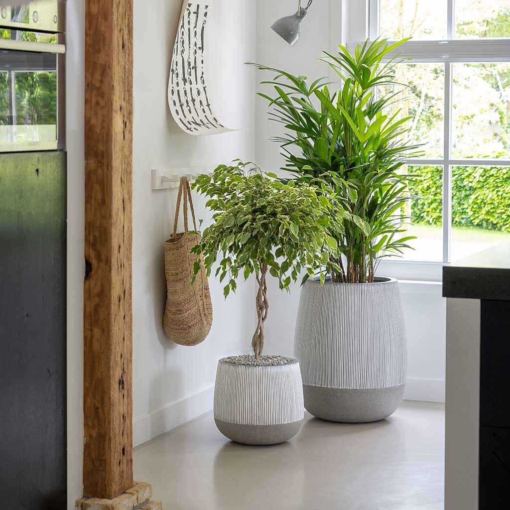 Ridged Pax & Perry Planters - White-Stripe