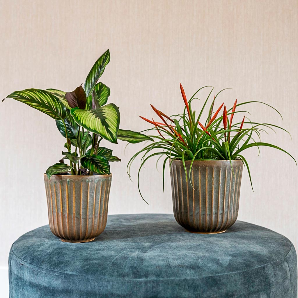 Calathea Sanderiana In Roger Plant Pot - Thyme