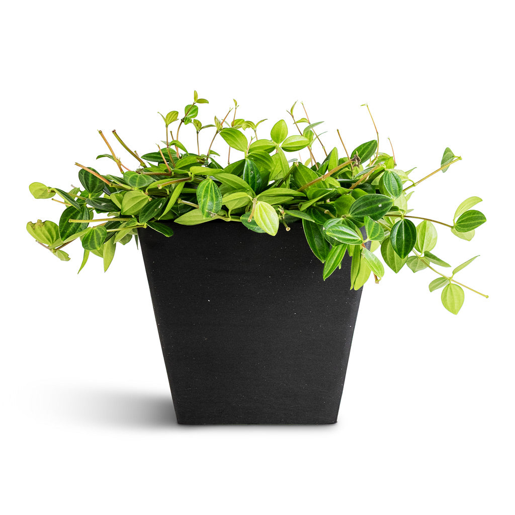 Rotterdam Cube Planter Slate 20x20x18cm Peperomia angulata rocca scuro Dark green 15x25cm