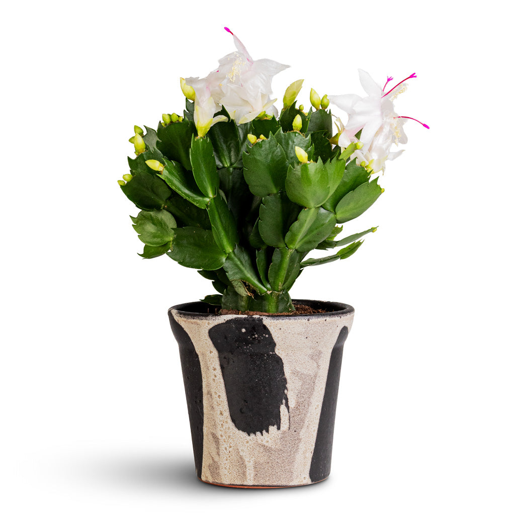 Rowen Pot Brushstroke 13.5x12.5cm Schlumbergera Christmas Cactus White 12x25cm