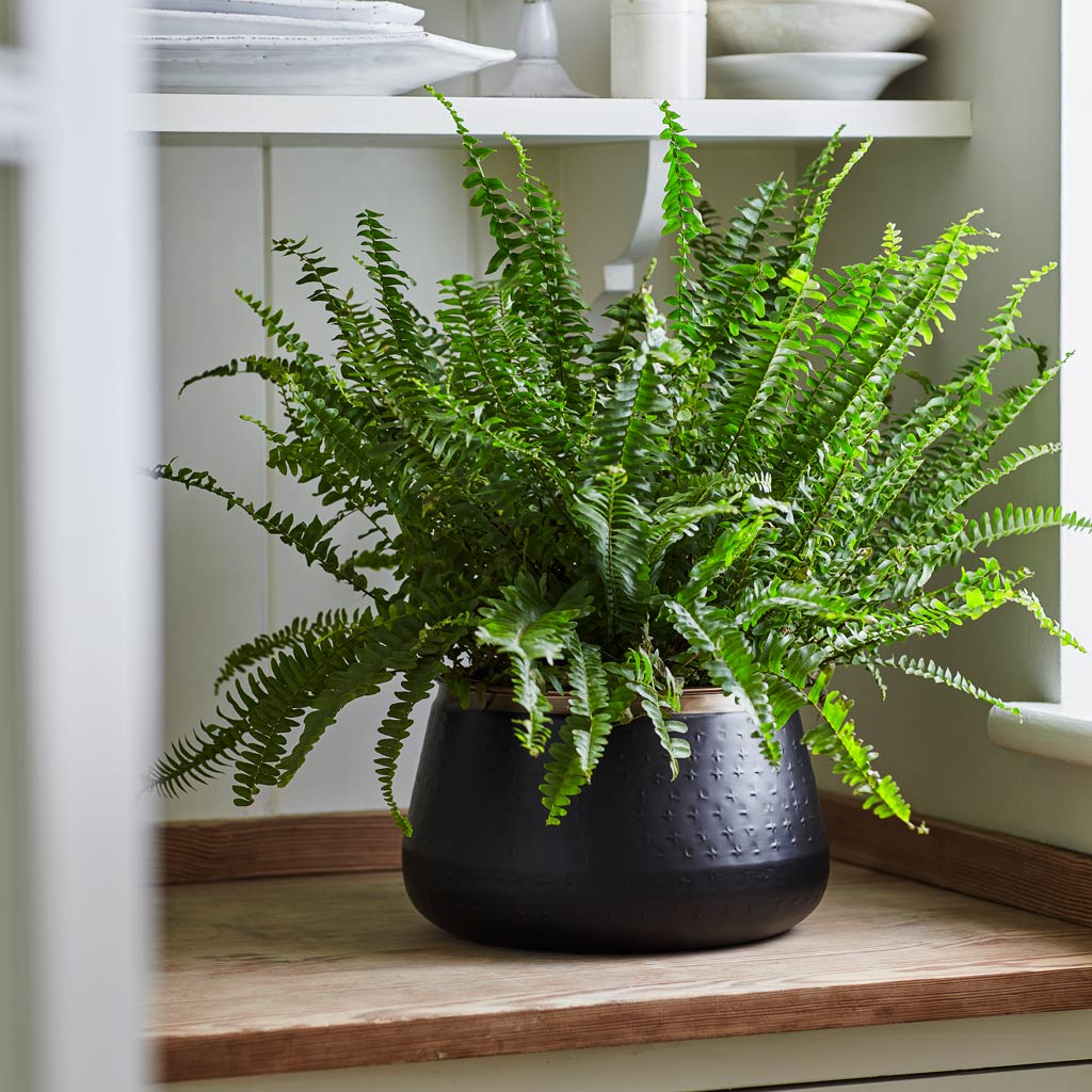 Boston Fern in Sahara Plant Pot Slate