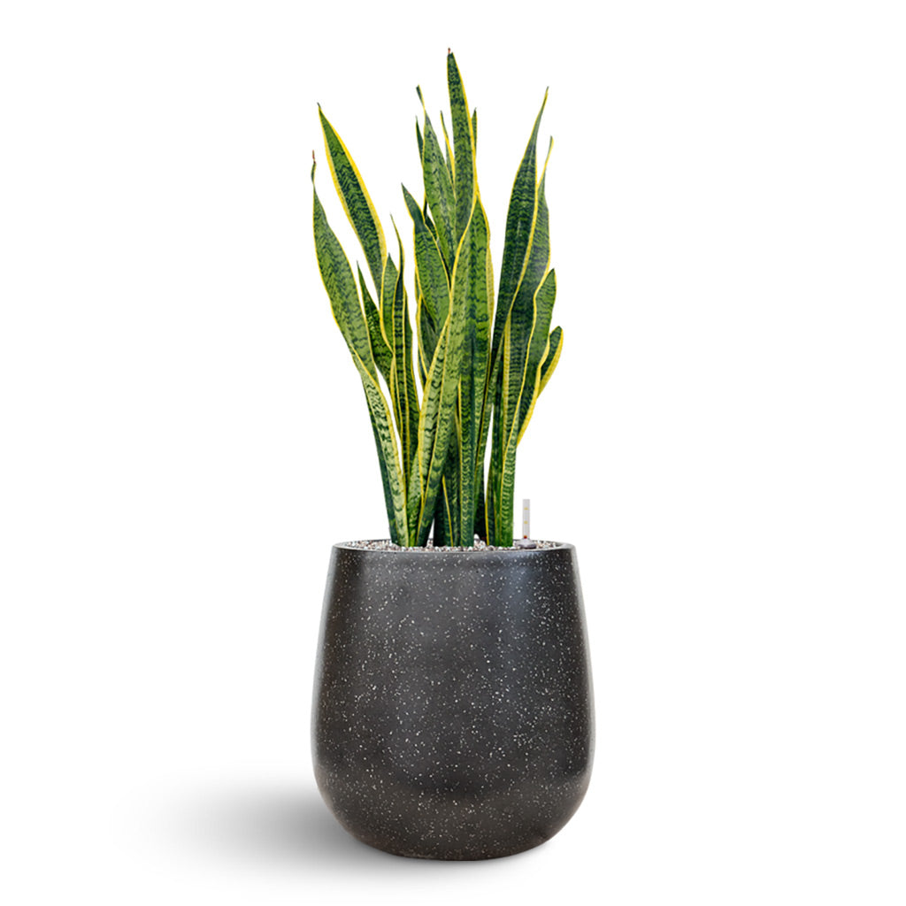 Terrazzo Balloon Planter - Black & Sanseveria