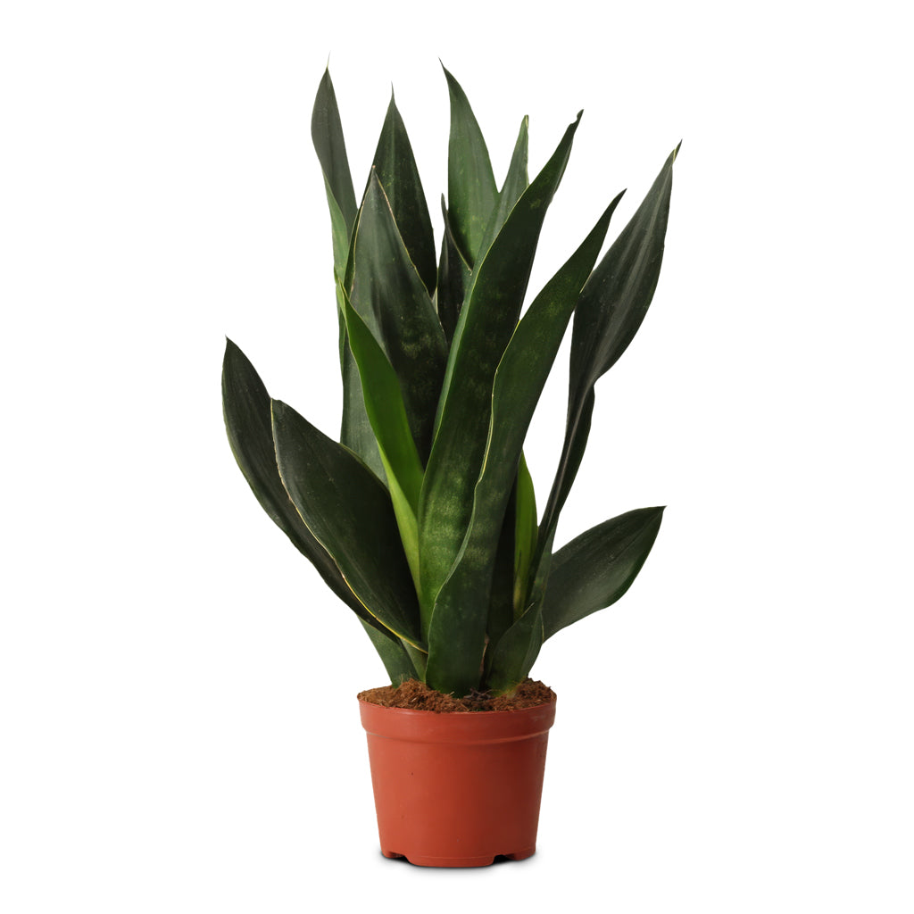 Sansevieria Black Diamond 14x40cm