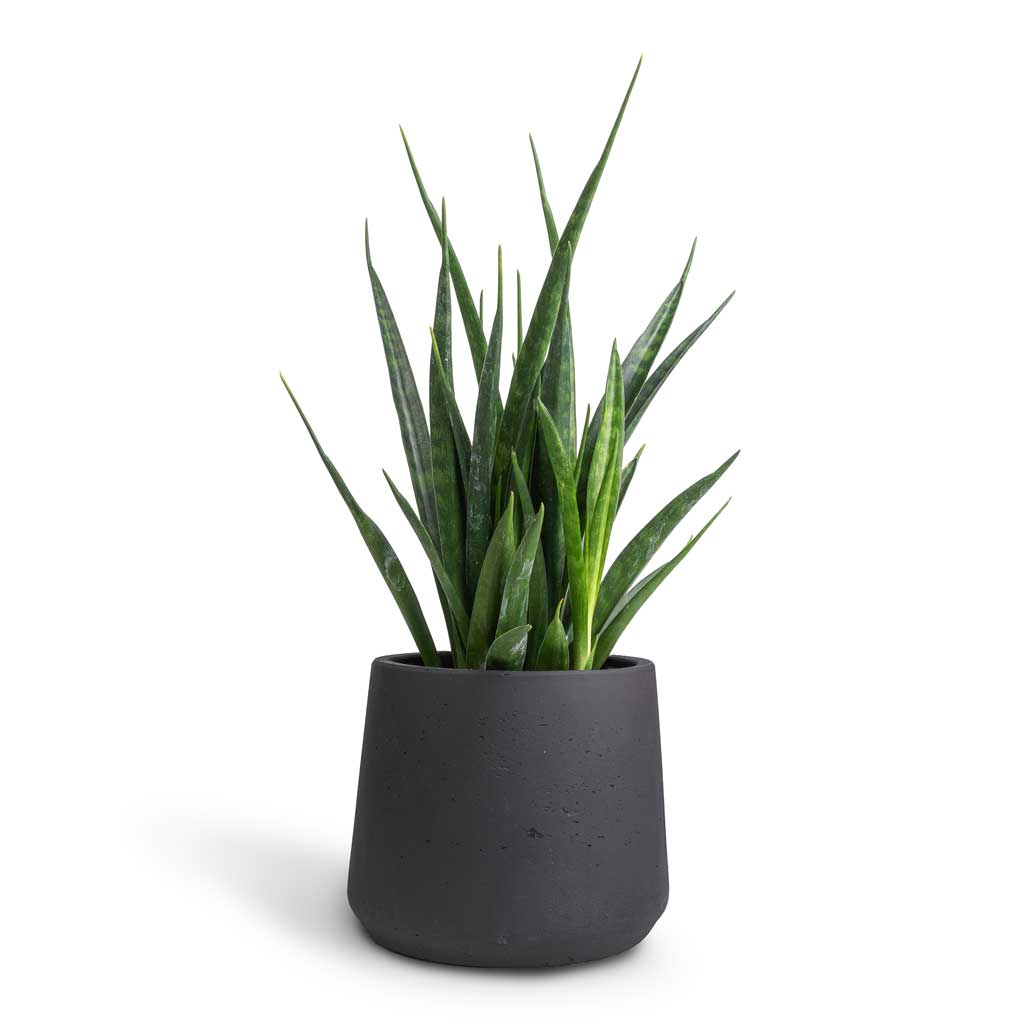 Sansevieria kirkii - Star Sansevieria & Patt Plant Pot - Black Washed