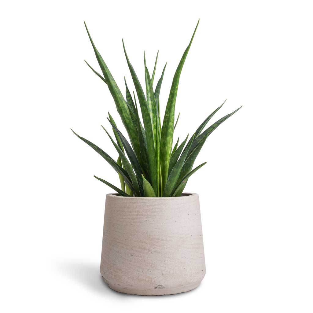 Sansevieria kirkii - Star Sansevieria & Patt Plant Pot - Grey Washed