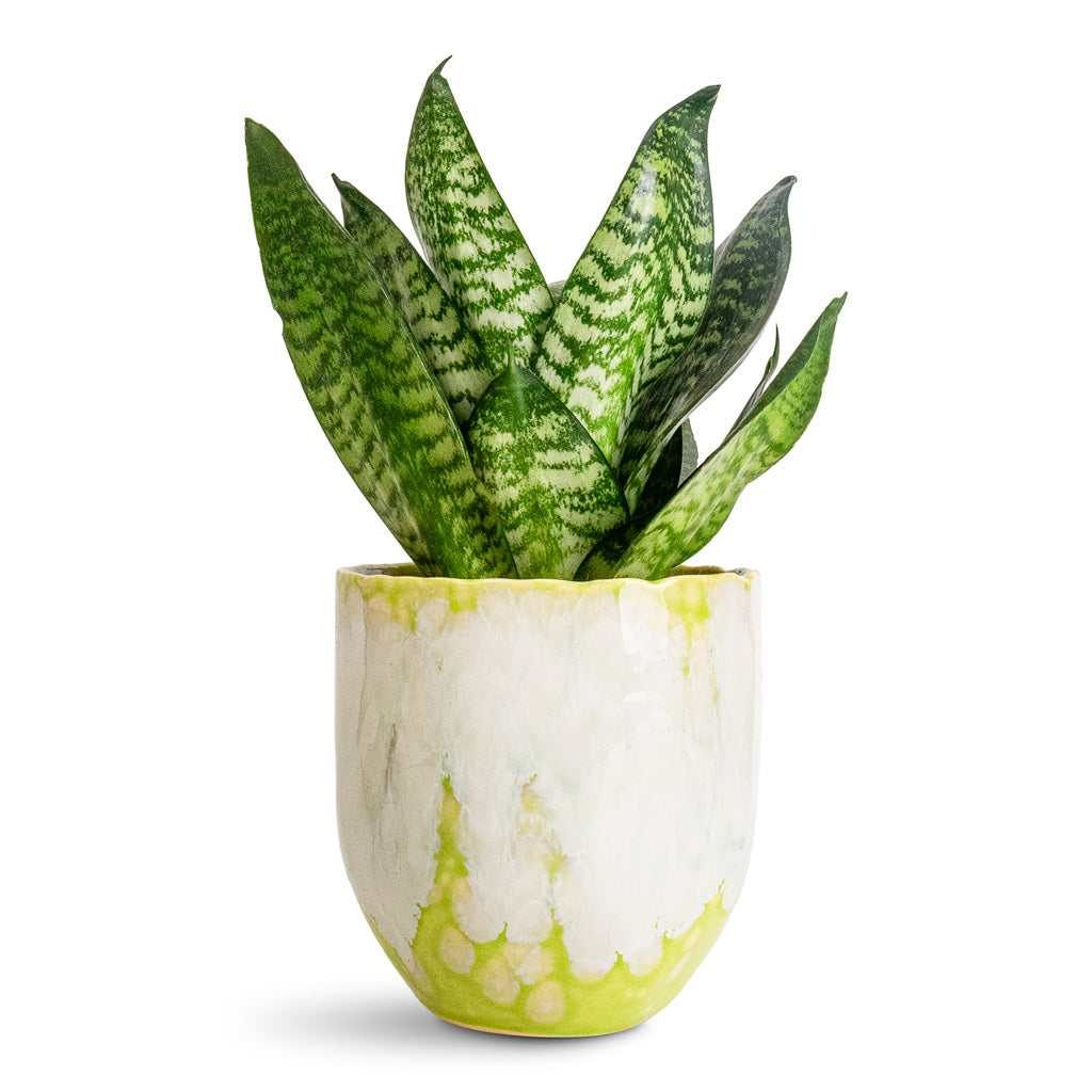 Sansevieria trifasciata Hahnii - 12x25cm In Davide Pot Apple Green - 13x13cm