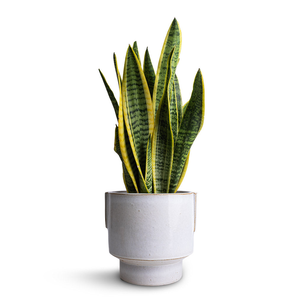 Sansevieria trifasciata Laurentii - Variegated Snake Plant & Aries Handles Plant Pot - White