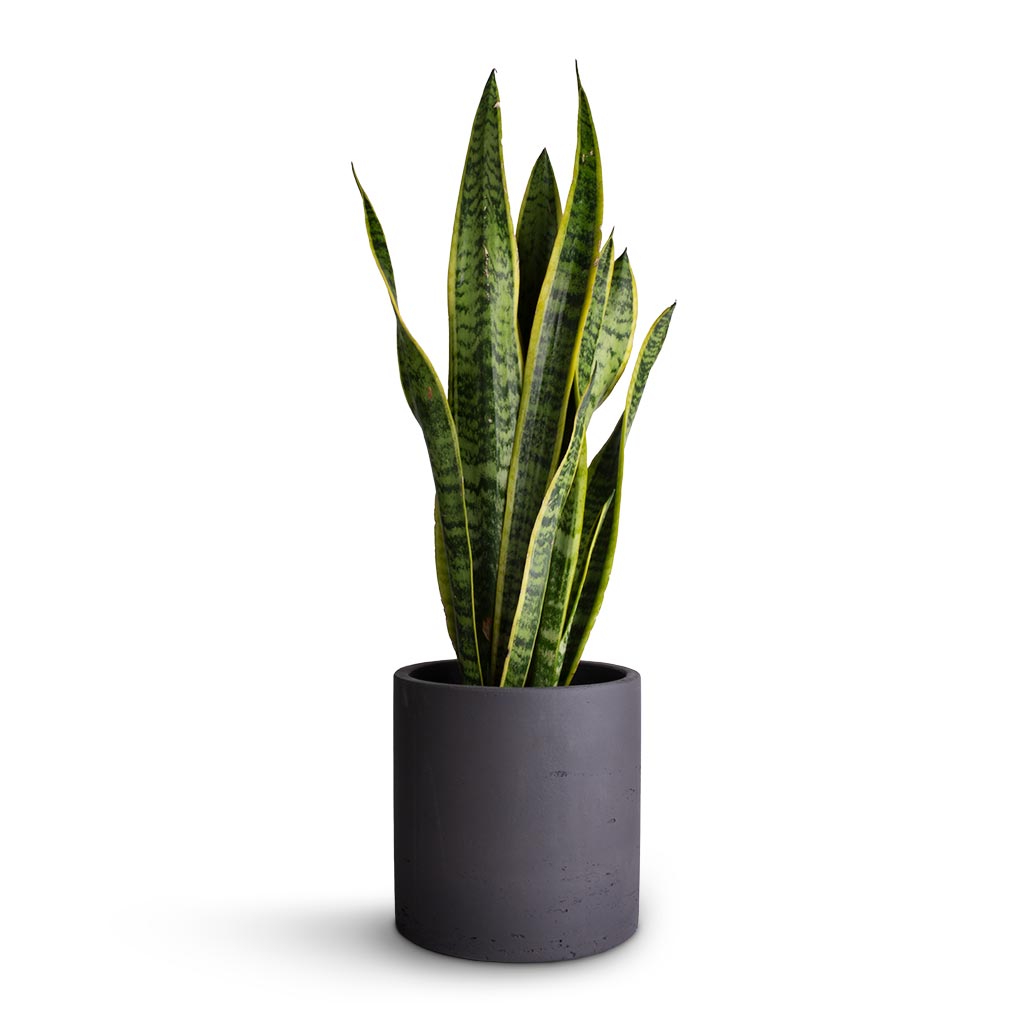 Sansevieria trifasciata Laurentii - Variegated Snake Plant & Puk Plant Pot - Black Washed